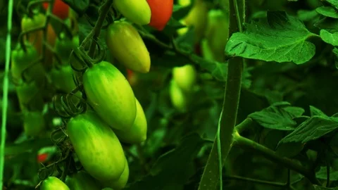 Growing Tomatoes in a Greenhouse in Winter Stock Footage 81647972