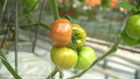 Growing tomatoes. Growing cucumbers. Growing vegetables in greenhouses. Stock Footage 270922249