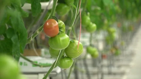 Growing tomatoes. Growing cucumbers. Growing vegetables in greenhouses. Vídeos de archivo 270922260