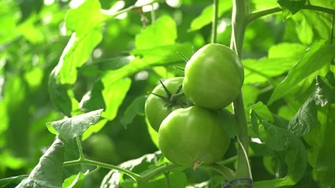 Growing tomatoes. Growing cucumbers. Growing vegetables in greenhouses. Stock Footage 270922266