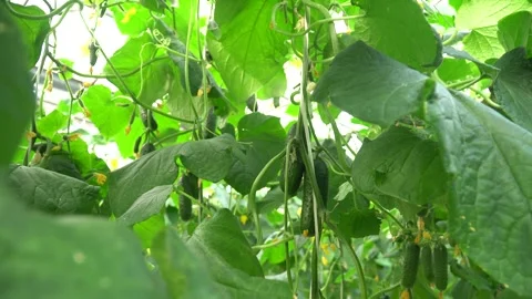 Growing tomatoes. Growing cucumbers. Growing vegetables in greenhouses. Stock Footage 270922275