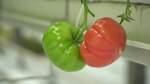 Growing tomatoes. Growing cucumbers. Growing vegetables in greenhouses. Stock Footage 270922282