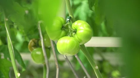 Growing tomatoes. Growing cucumbers. Growing vegetables in greenhouses. Stock Footage 270922759
