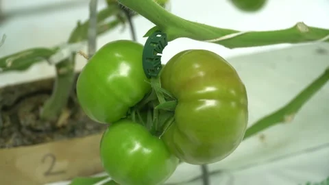 Growing tomatoes. Growing cucumbers. Growing vegetables in greenhouses. Stock Footage 270922787
