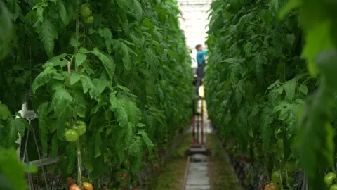 Growing tomatoes. Growing cucumbers. Growing vegetables in greenhouses. Stock Footage 270922792
