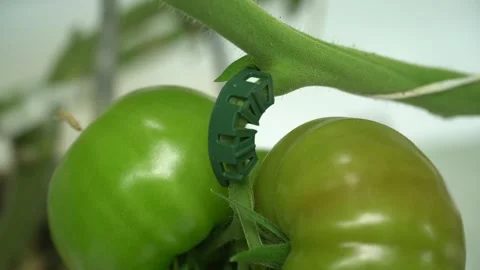 Growing tomatoes. Growing cucumbers. Growing vegetables in greenhouses. Stock Footage 270922793