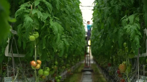 Growing tomatoes. Growing cucumbers. Growing vegetables in greenhouses. Stock Footage 270922904