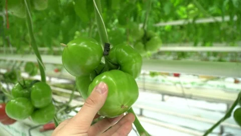 Growing tomatoes. Growing cucumbers. Growing vegetables in greenhouses. Stock Footage 270923230