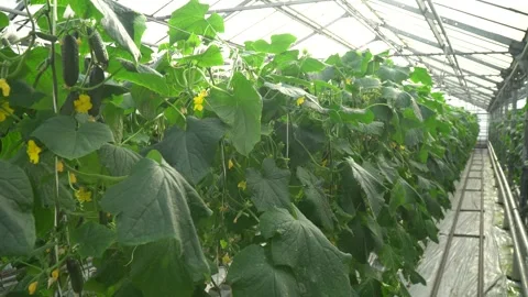 Growing tomatoes. Growing cucumbers. Growing vegetables in greenhouses. Stock Footage 270924861