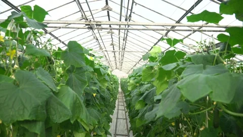 Growing tomatoes. Growing cucumbers. Growing vegetables in greenhouses. Stock Footage 270925130