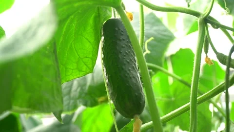 Growing tomatoes. Growing cucumbers. Growing vegetables in greenhouses. Stock Footage 270925146
