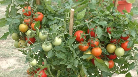 Growing tomatoes at home Stock Footage 126768493