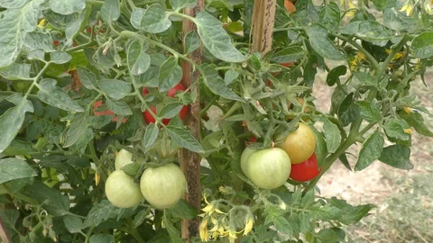 Growing tomatoes at home Stock Footage 126769019