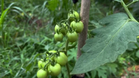 Growing Tomatoes in Home Garden Stock Footage 301466038
