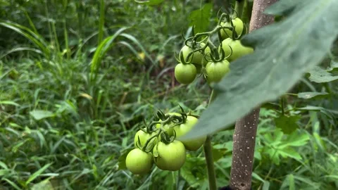 Growing Tomatoes in Home Garden Stock Footage 301466338