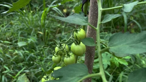 Growing Tomatoes in Home Garden Stock Footage 301468528