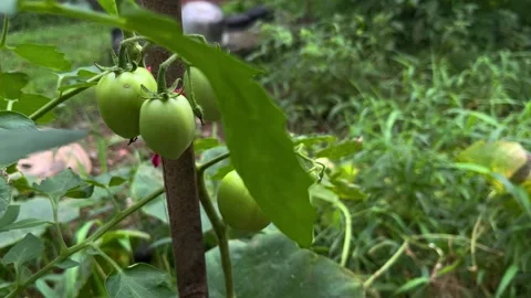Growing Tomatoes in Home Garden Stock Footage 301468645