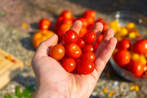 Growing Tomatoes. Multiple colored Tomatoes. Harvesting colorful Tomatoes. Stock Photos