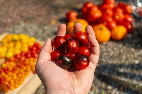 Growing Tomatoes. Multiple colored Tomatoes. Harvesting colorful Tomatoes. Stockfoto's