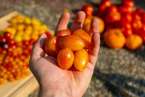 Growing Tomatoes. Multiple colored Tomatoes. Harvesting colorful Tomatoes. Stock Photos