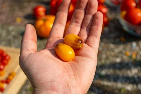 Growing Tomatoes. Multiple colored Tomatoes. Harvesting colorful Tomatoes. Stock Photos