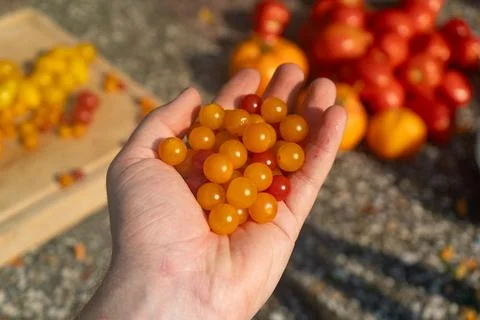 Growing Tomatoes. Multiple colored Tomatoes. Harvesting colorful Tomatoes. Stock Photos