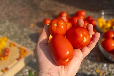 Growing Tomatoes. Multiple colored Tomatoes. Harvesting colorful Tomatoes. Stock Photos