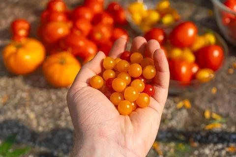Growing Tomatoes. Multiple colored Tomatoes. Harvesting colorful Tomatoes. Stock Photos