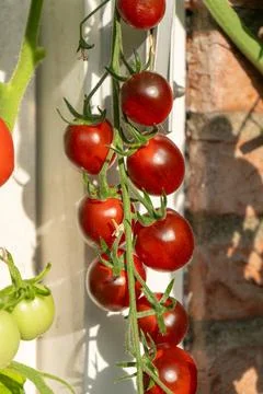 Growing Tomatoes. Multiple colored Tomatoes. Harvesting colorful Tomatoes. Stock Photos