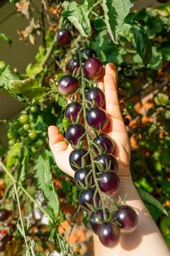 Growing Tomatoes. Multiple colored Tomatoes. Harvesting colorful Tomatoes. Stock Photos