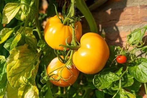 Growing Tomatoes. Multiple colored Tomatoes. Harvesting colorful Tomatoes. Stock Photos