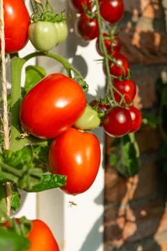 Growing Tomatoes. Multiple colored Tomatoes. Harvesting colorful Tomatoes. Stock Photos