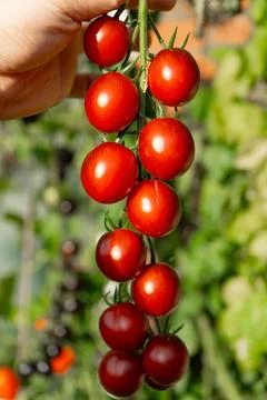 Growing Tomatoes. Multiple colored Tomatoes. Harvesting colorful Tomatoes. Stockfoto's