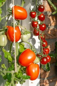 Growing Tomatoes. Multiple colored Tomatoes. Harvesting colorful Tomatoes. Stock Photos