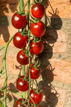 Growing Tomatoes. Multiple colored Tomatoes. Harvesting colorful Tomatoes. Stock Photos