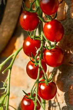 Growing Tomatoes. Multiple colored Tomatoes. Harvesting colorful Tomatoes. Stock Photos