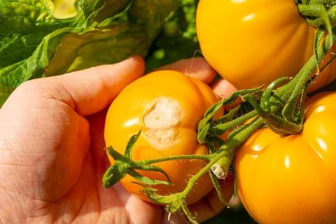Growing Tomatoes. Multiple colored Tomatoes. Harvesting colorful Tomatoes. Stock Photos