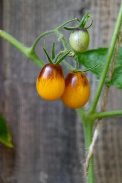 Growing Tomatoes. Multiple colored Tomatoes. Harvesting colorful Tomatoes. Stock Photos