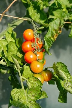 Growing Tomatoes. Multiple colored Tomatoes. Harvesting colorful Tomatoes. Stock Photos