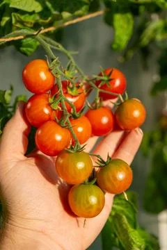 Growing Tomatoes. Multiple Colored Tomatoes. Harvesting Colorful Tomatoes. Stock Photos