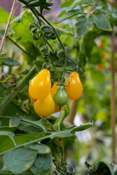 Growing Tomatoes. Multiple colored Tomatoes. Harvesting colorful Tomatoes. Stock Photos