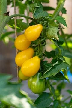 Growing Tomatoes. Multiple colored Tomatoes. Harvesting colorful Tomatoes. Stock Photos