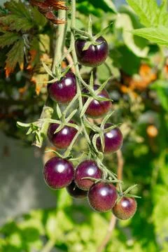 Growing Tomatoes. Multiple colored Tomatoes. Harvesting colorful Tomatoes. Stock Photos