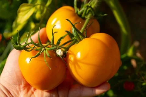 Growing Tomatoes. Multiple colored Tomatoes. Harvesting colorful Tomatoes. Stock Photos