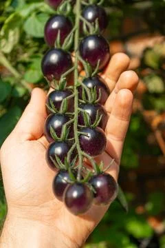 Growing Tomatoes. Multiple colored Tomatoes. Harvesting colorful Tomatoes. Stock Photos