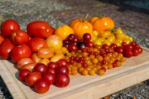 Growing Tomatoes. Multiple colored Tomatoes. Harvesting colorful Tomatoes. Stock Photos