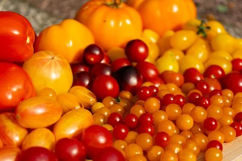 Growing Tomatoes. Multiple colored Tomatoes. Harvesting colorful Tomatoes. Stock Photos