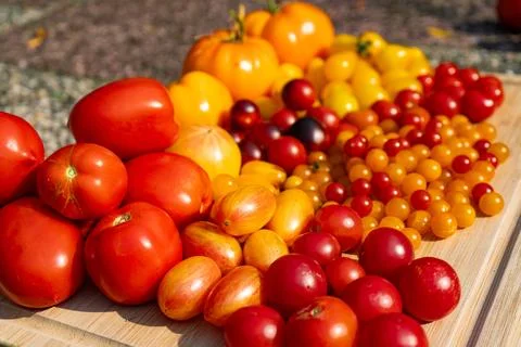 Growing Tomatoes. Multiple colored Tomatoes. Harvesting colorful Tomatoes. Stock Photos