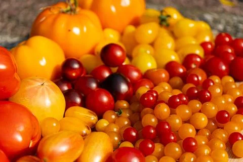Growing Tomatoes. Multiple colored Tomatoes. Harvesting colorful Tomatoes. Stock Photos