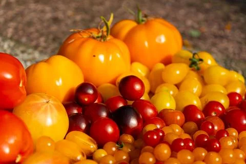 Growing Tomatoes. Multiple colored Tomatoes. Harvesting colorful Tomatoes. Stock Photos